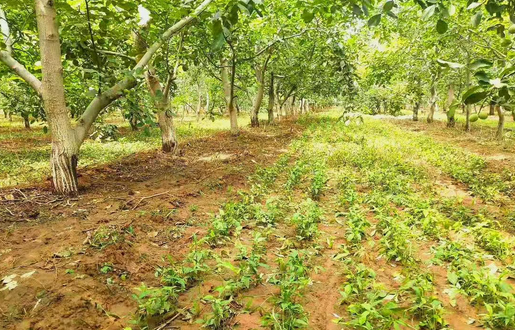 林下种植项目可行性研究报告如何编写？(图1)