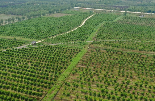 基地种植项目可行性研究报告内容(图1)